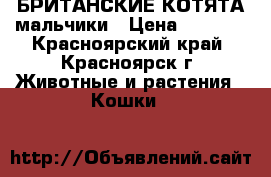 БРИТАНСКИЕ КОТЯТА мальчики › Цена ­ 3 000 - Красноярский край, Красноярск г. Животные и растения » Кошки   